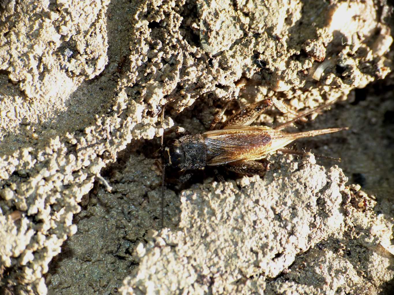 Femmina di Eumodicogryllus bordigalensis - S. Severa (RM)